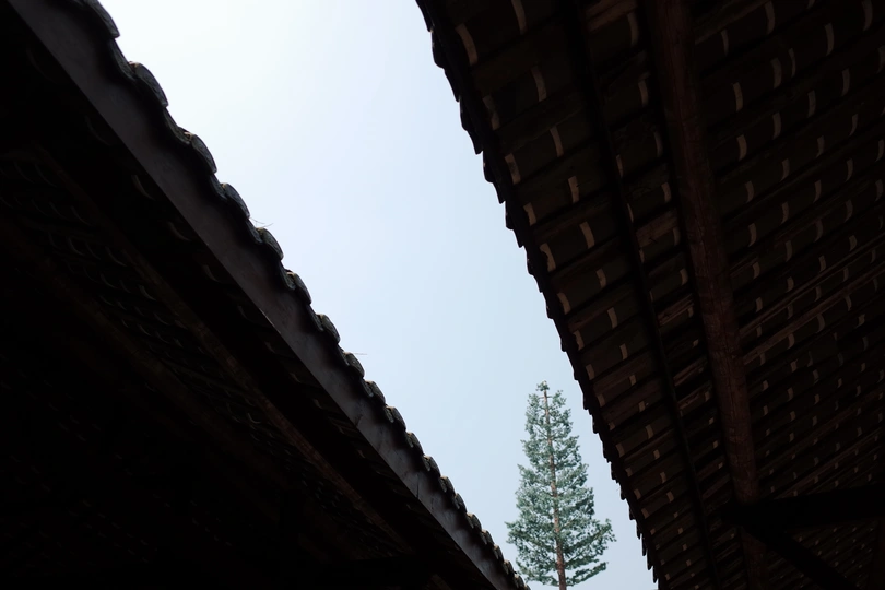 一棵生长在建筑物屋顶上的松树