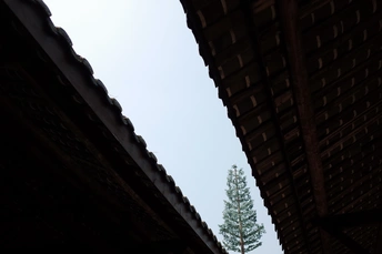 一棵生长在建筑物屋顶上的松树