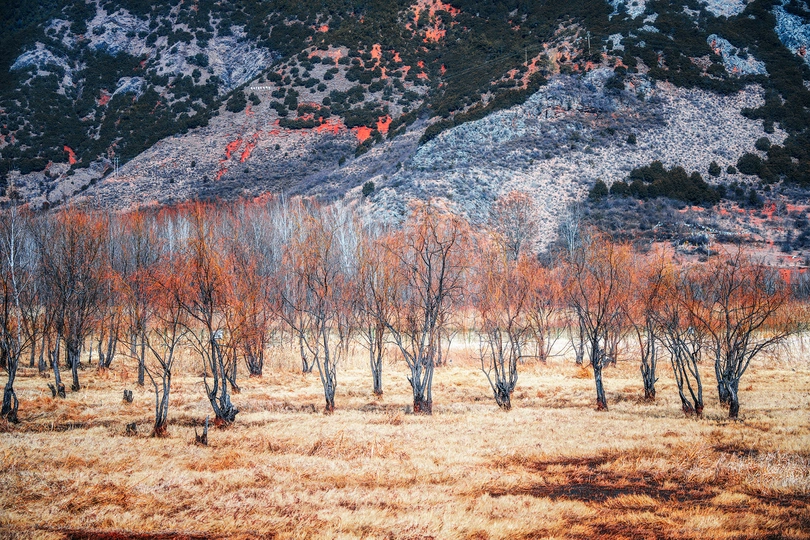 干草地 背景是山