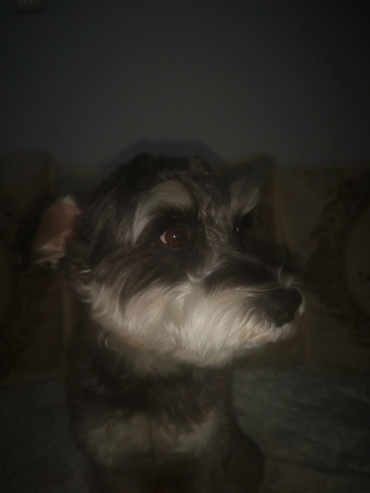狗狗