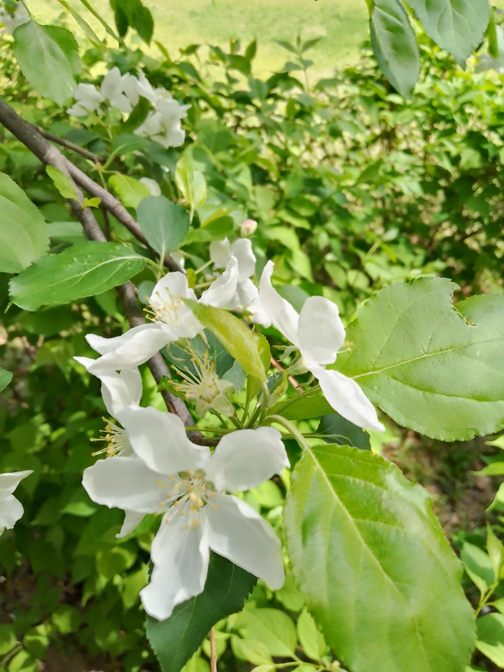 玉树琼花
