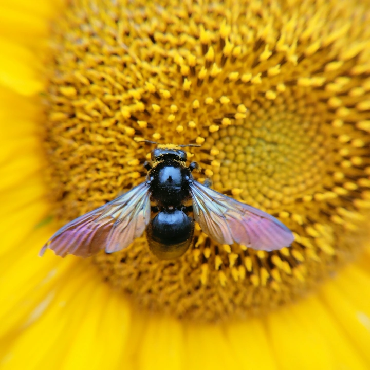 🌻🌻🌻
