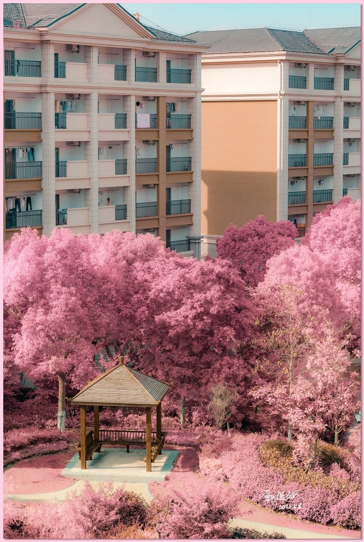 粉红