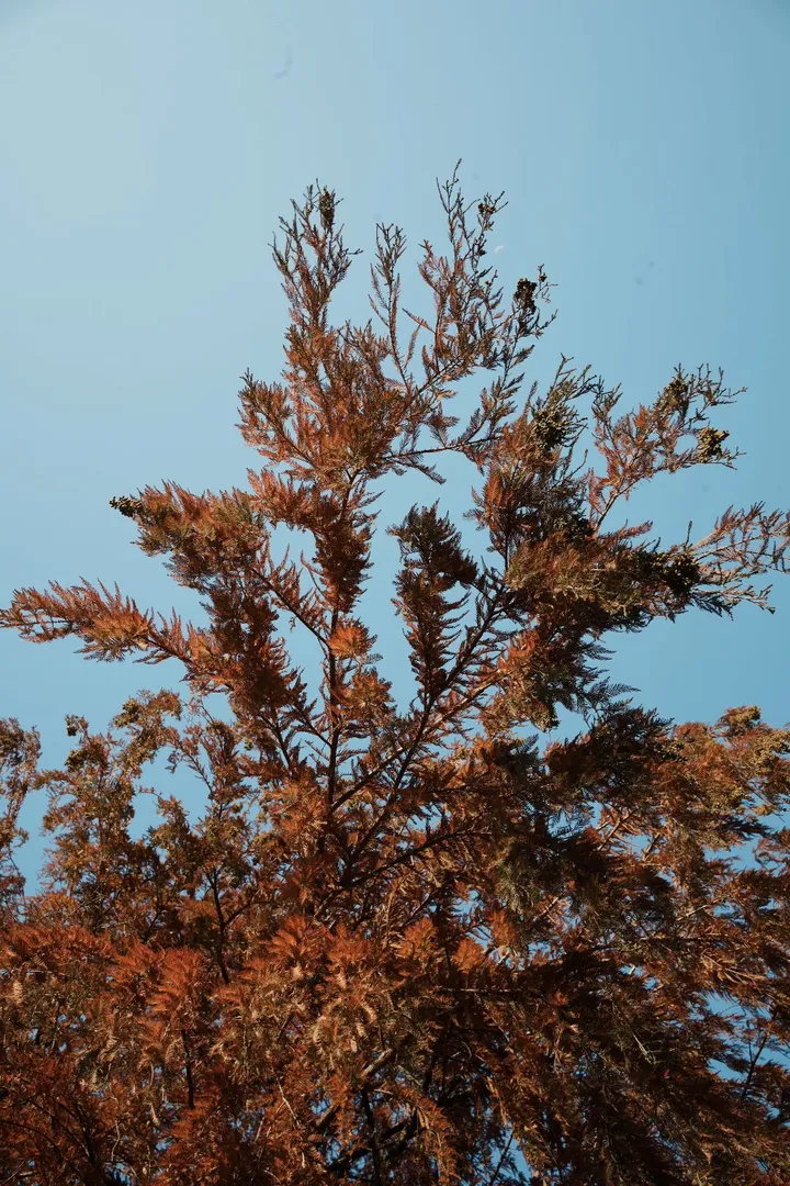 家门口的一颗杉树