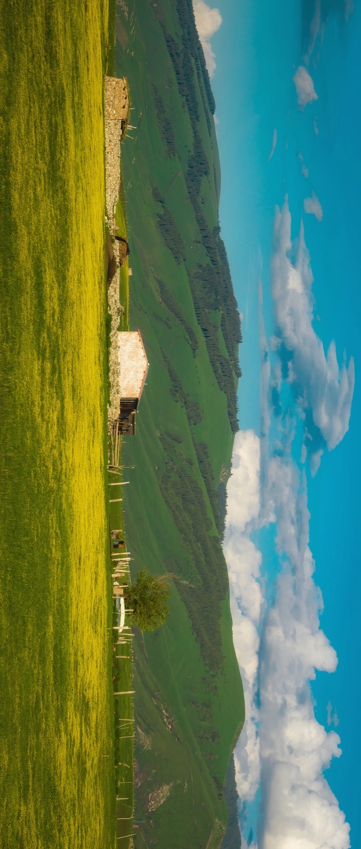 「仲夏」伊犁