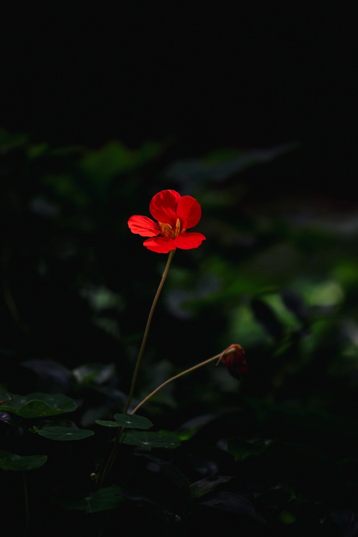寂静红花