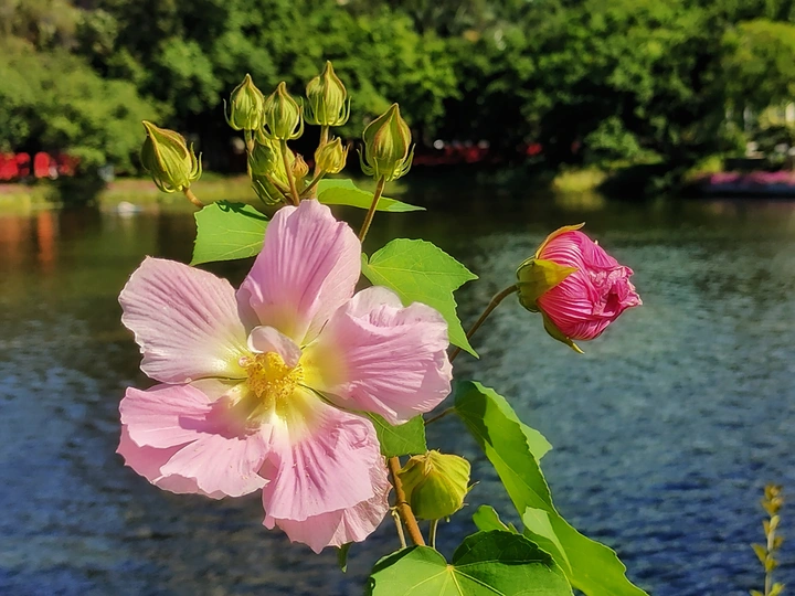 木芙蓉花