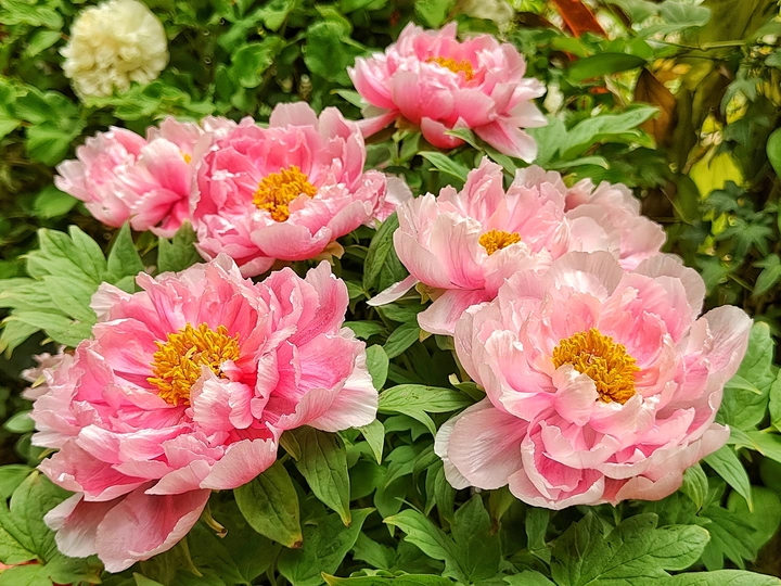 四月手机日常摄影｜国色天香