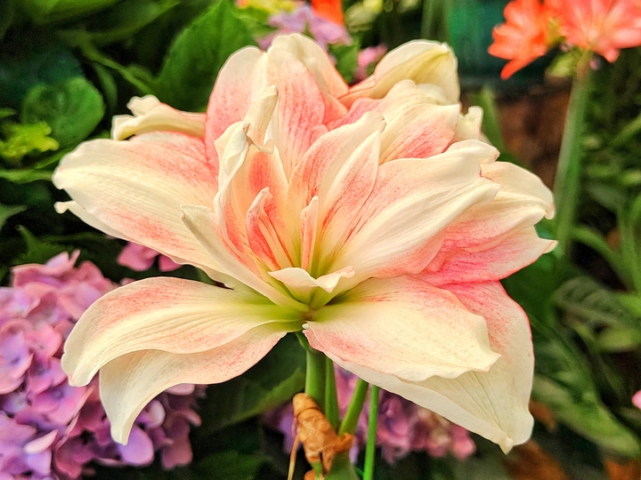 美丽的朱顶红花