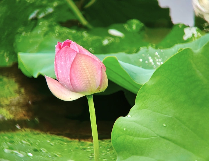雨中荷花：清丽脱俗的景致
