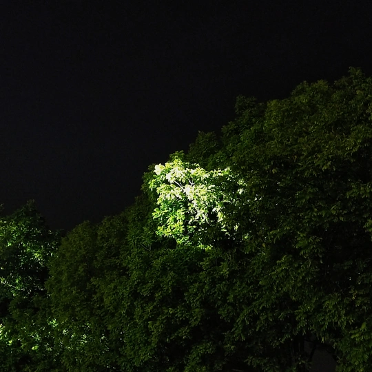 夜晚的森林 前景是绿树
