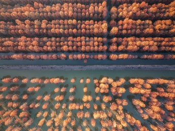 空中俯瞰水中有树有花的森林