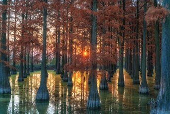 沼泽地或湿地的日落 阳光透过树木窥视并在水中反射