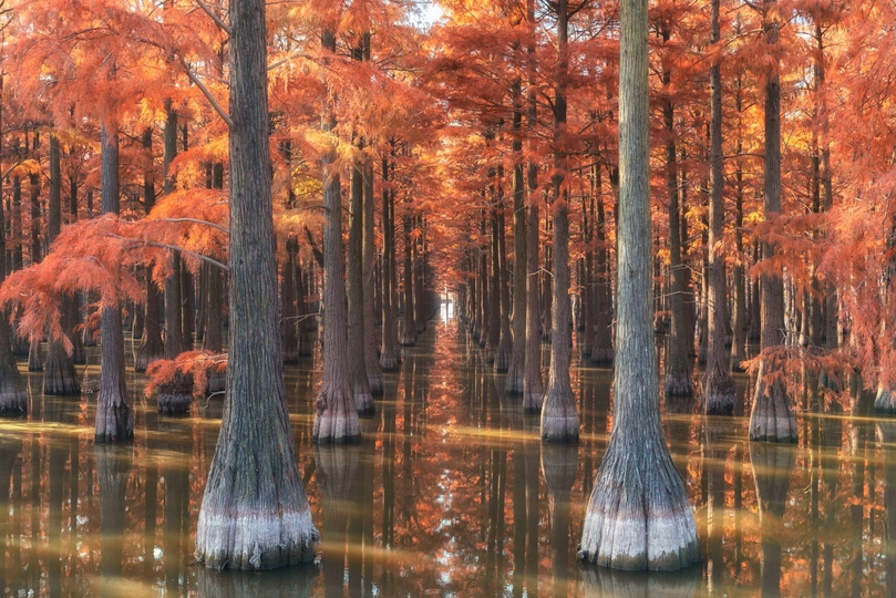 树木倒映在沼泽的静水中