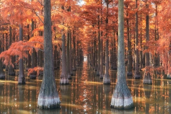 树木倒映在沼泽的静水中