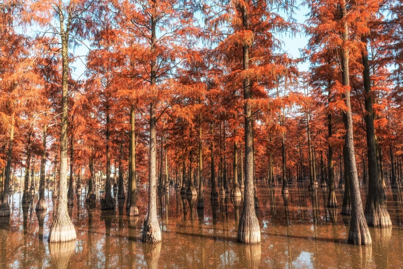 沼泽地秋天里沼泽地里的红树