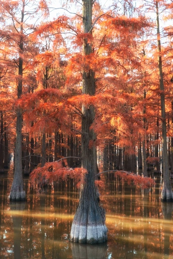 秋天的沼泽水中倒映着红色的树木