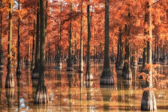 秋天森林里的一个湖 水中有树