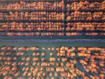 森林中的树木和水