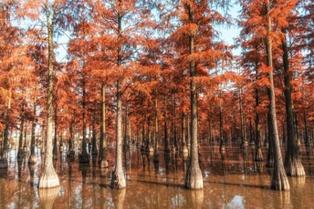 沼泽地里的红树在秋天