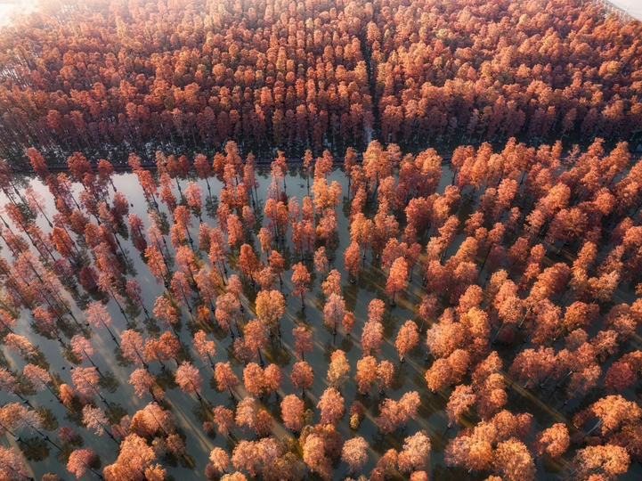 森林中的树木在秋天 aerial photography