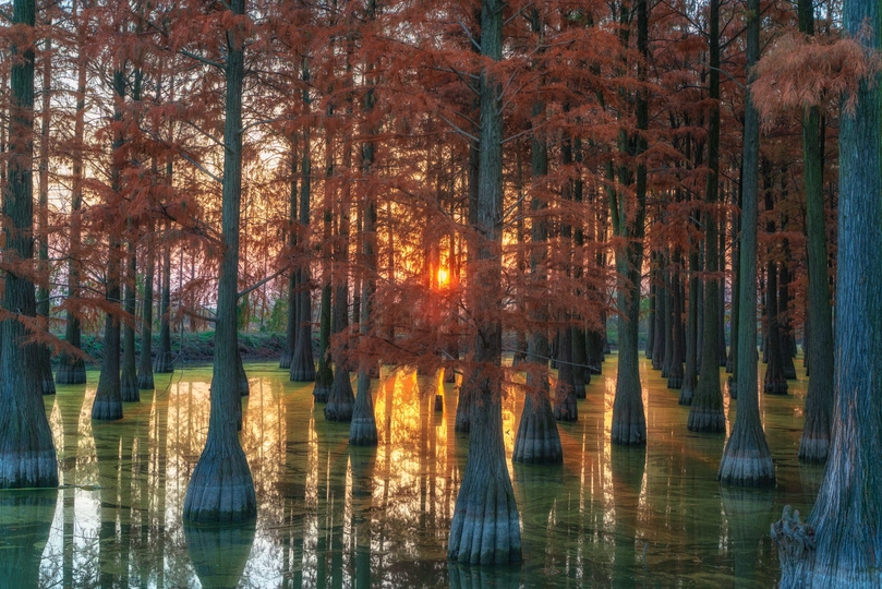 夕阳在沼泽或湿地中 阳光透过树木 在水面上反射。