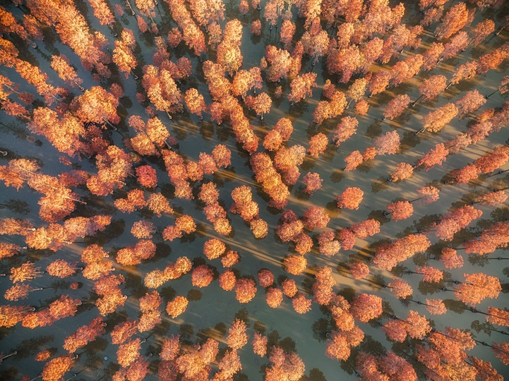 湖泊或河流中的秋树森林的 aerial view