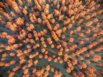 湖泊或河流中的秋树森林的 aerial view
