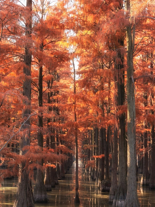 秋天的沼泽或森林中的红树