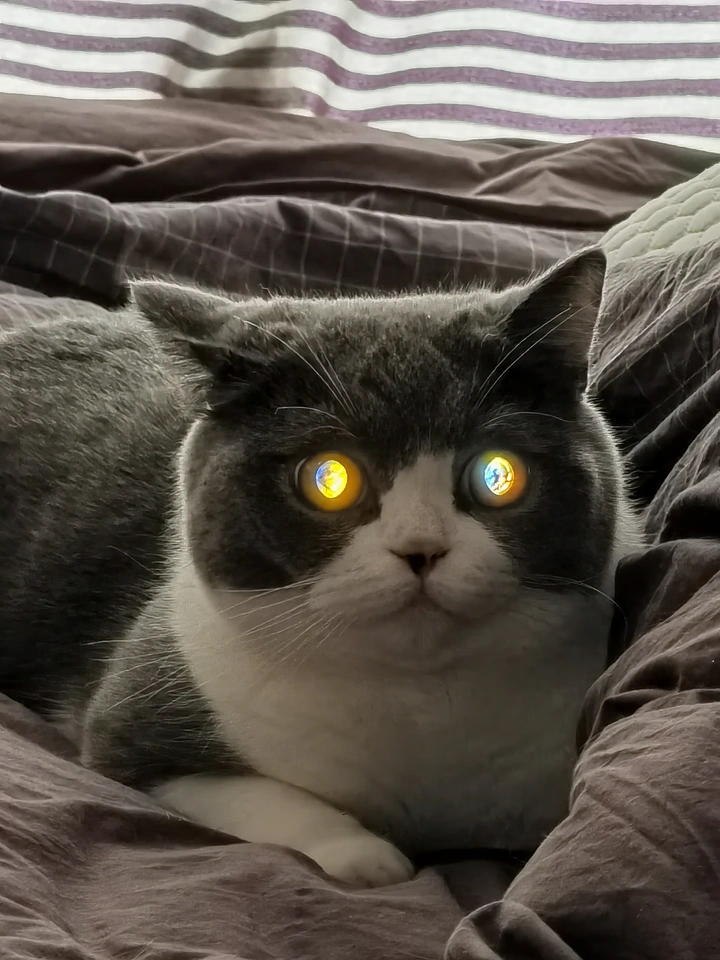 钛合金猫眼