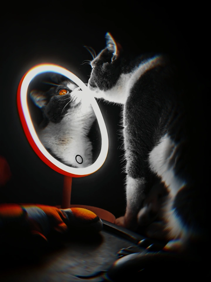 照镜子的猫