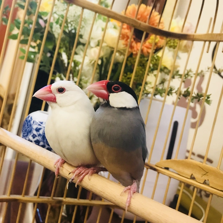 芝麻 汤圆