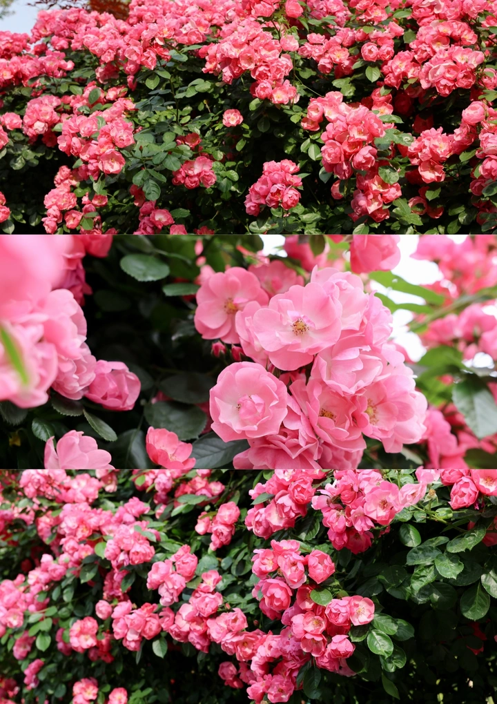 蔷薇花季