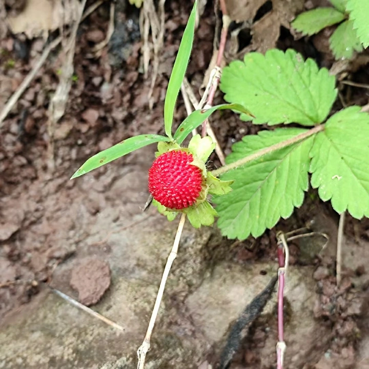 野生草莓