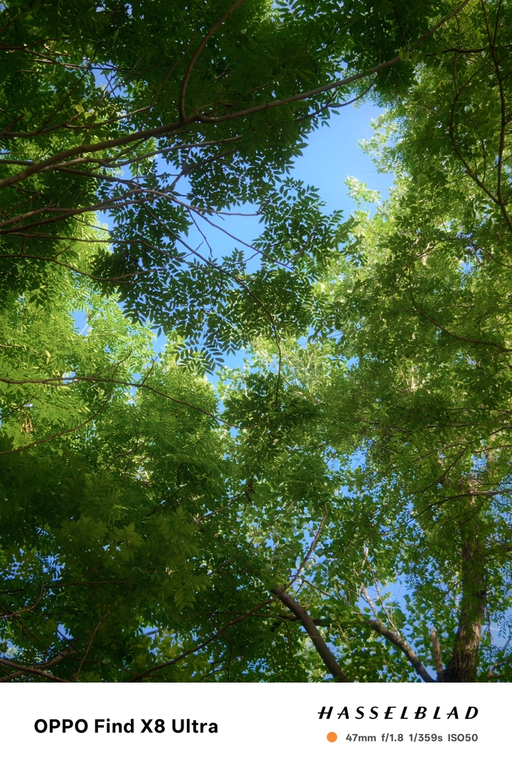 盛夏