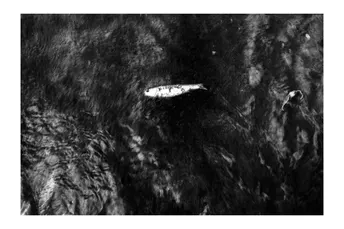 一张黑白鱼在水中的照片