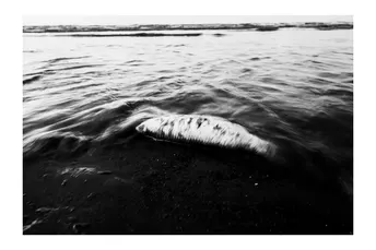 黑白的水、沙、岩石和海洋