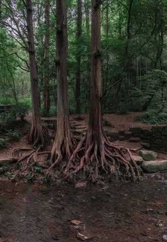 有一条小河或小溪的森林 树从根部长出来