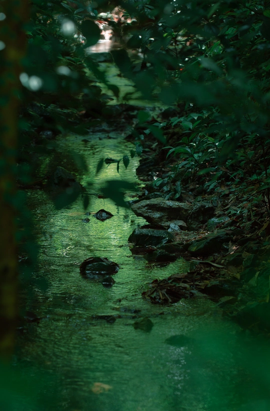 树林中的一条河或小溪 有绿色的水和树木