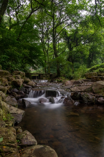 有树和岩石的森林中的一条小溪