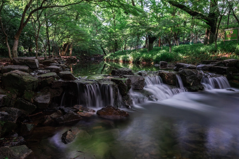 有树和岩石的森林中的一条小溪