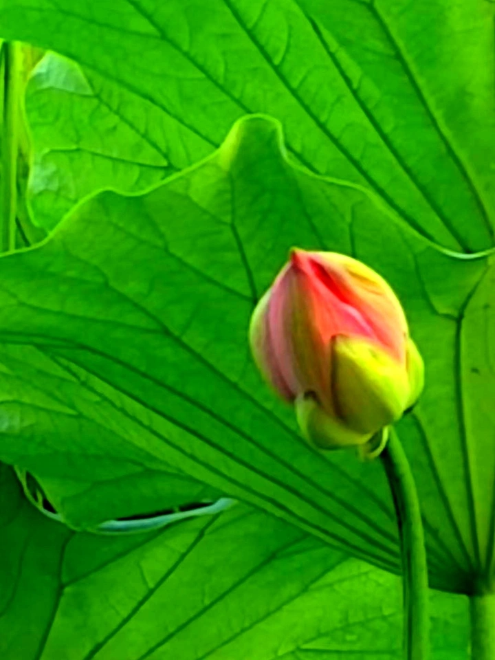 菡萏含苞