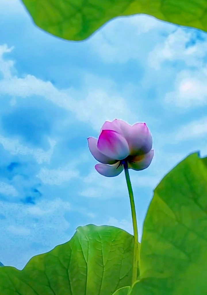 含苞莲花