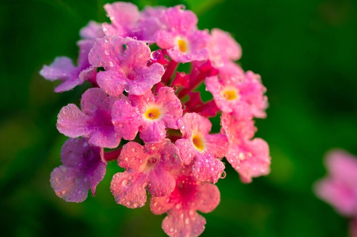 花开