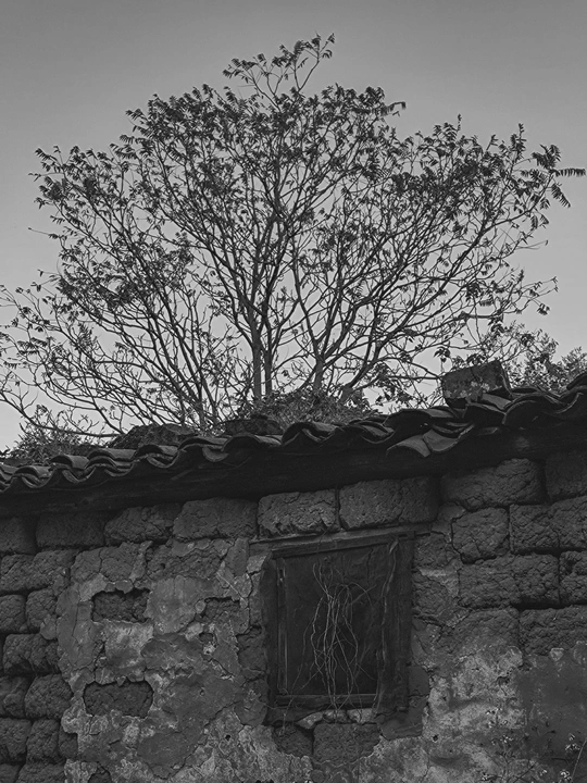 生长在古老石头建筑屋顶上的黑白树