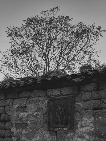 生长在古老石头建筑屋顶上的黑白树