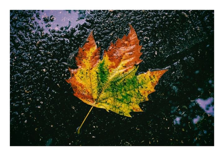 秋已悄至