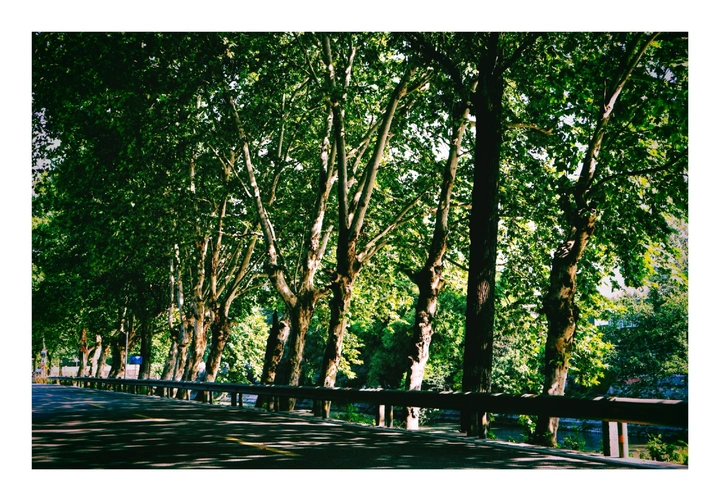 消失的夏天