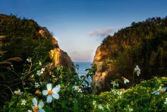 一片野花盛开的原野 包括白色的菊花 俯瞰着临海悬崖。