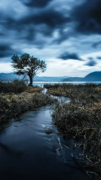 一个小溪流经湖泊或沼泽地 前景有一棵树。